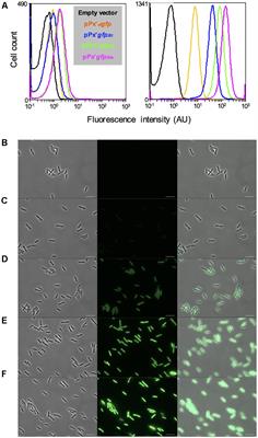 Analysis of abrB Expression during the Infectious Cycle of Bacillus thuringiensis Reveals Population Heterogeneity